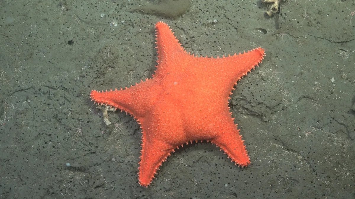 Researchers have discovered over 40 potentially new species of marine organisms
