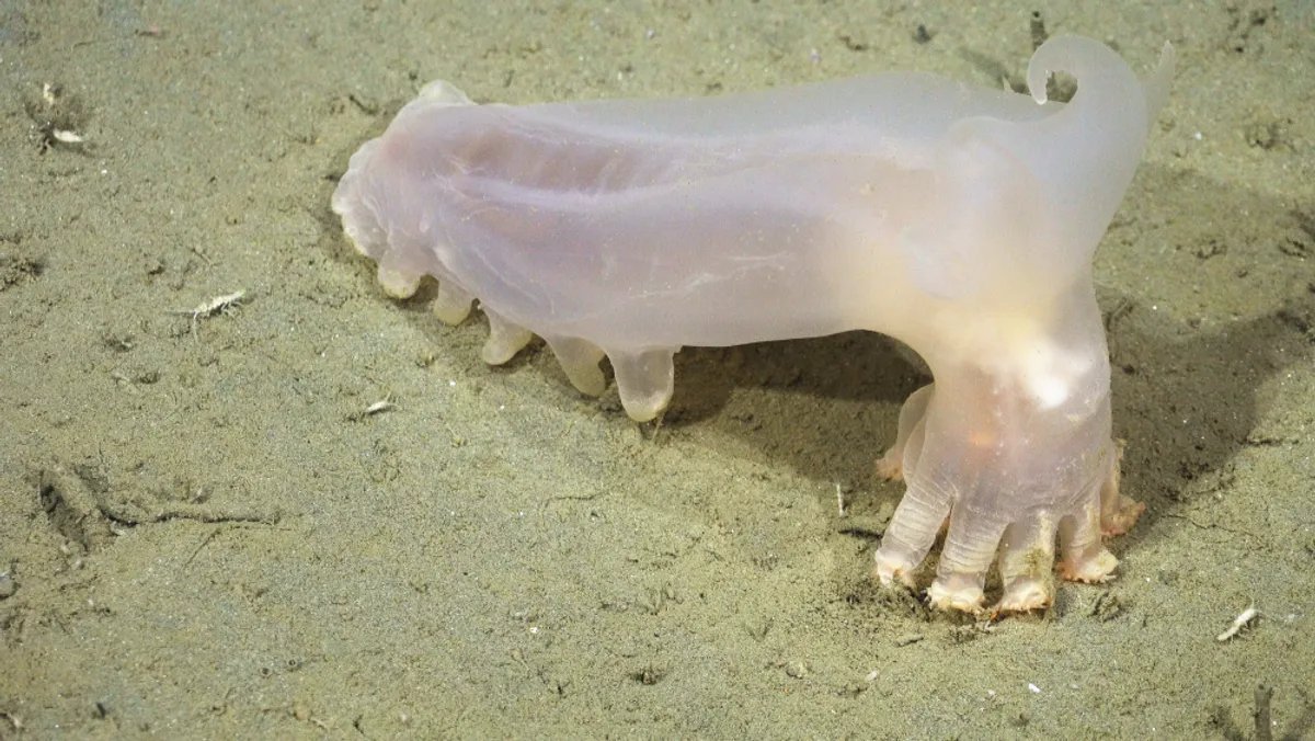 Researchers have discovered over 40 potentially new species of marine organisms