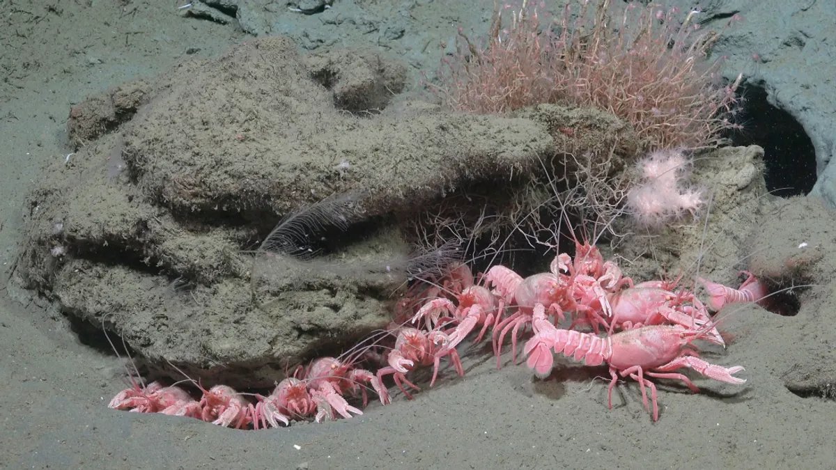 Researchers have discovered over 40 potentially new species of marine organisms