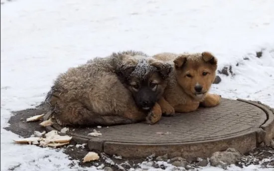Who will help stray animals survive the harsh frosts of this winter?