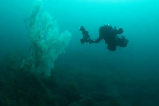 A giant black coral over 300 years old was found at the bottom of the ocean.