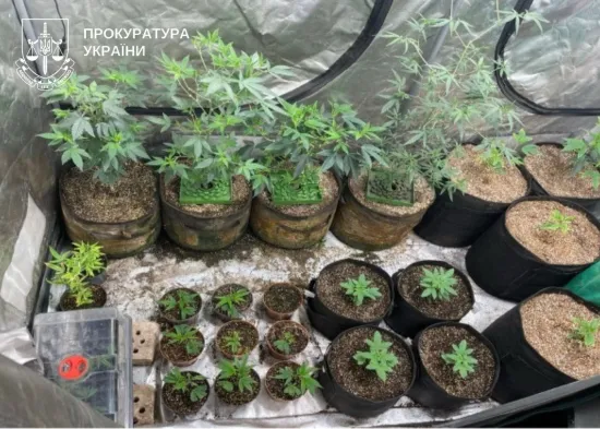 Baked cookies with cannabis: two organizers of a drug lab in Kyiv are suspected