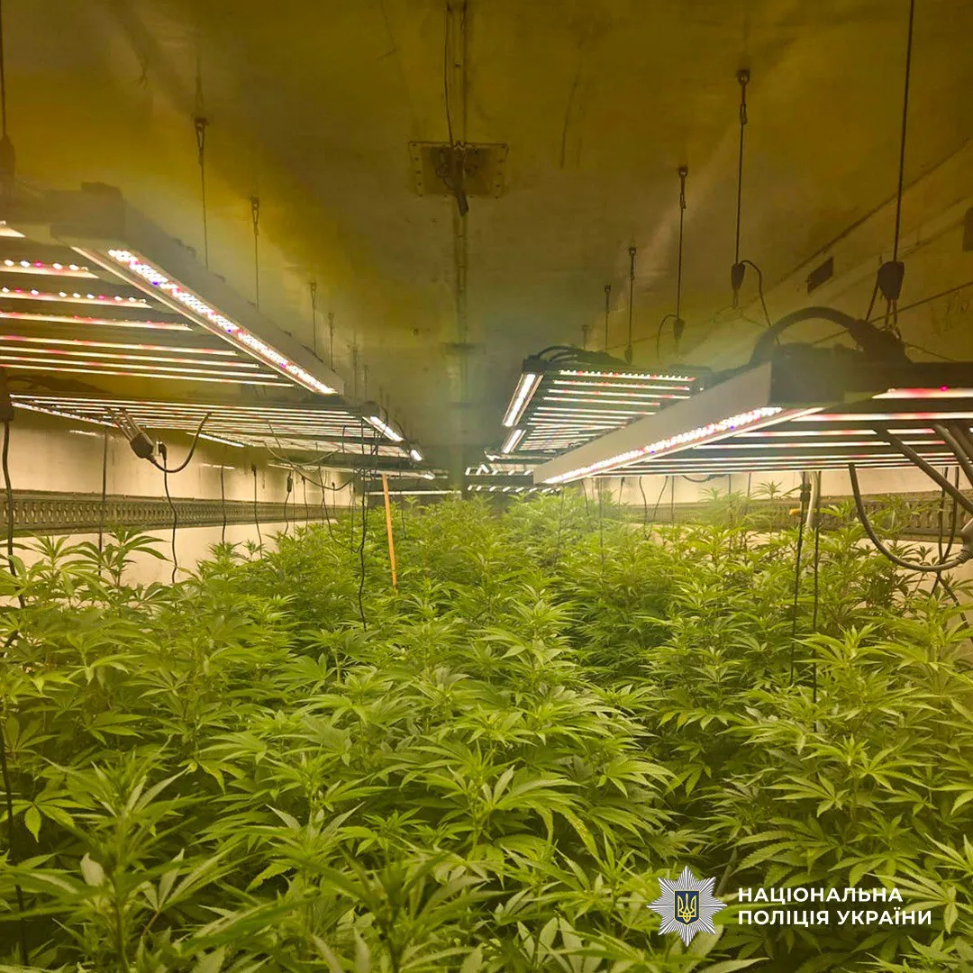 A full-cycle cannabis production drug laboratory was uncovered in Cherkasy region