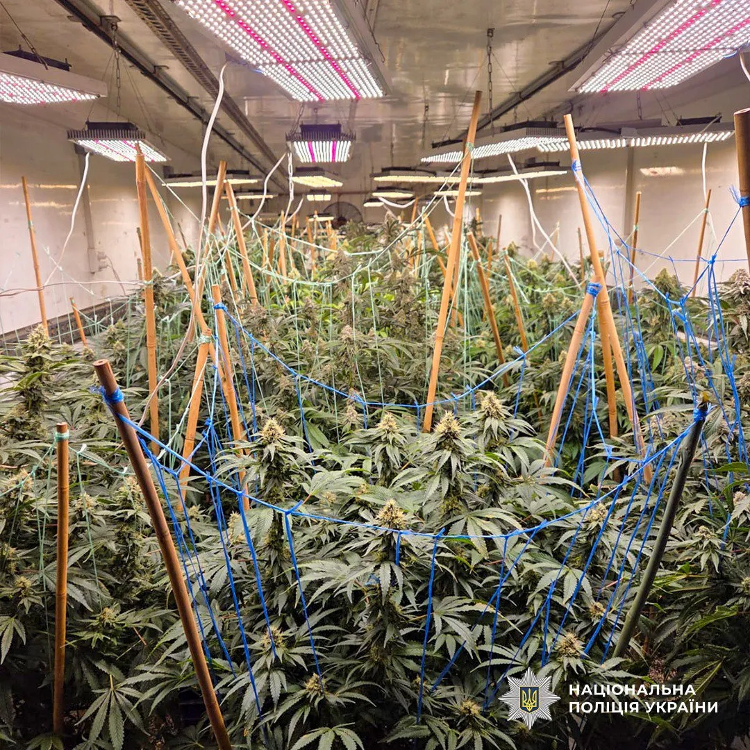 A full-cycle cannabis production drug laboratory was uncovered in Cherkasy region