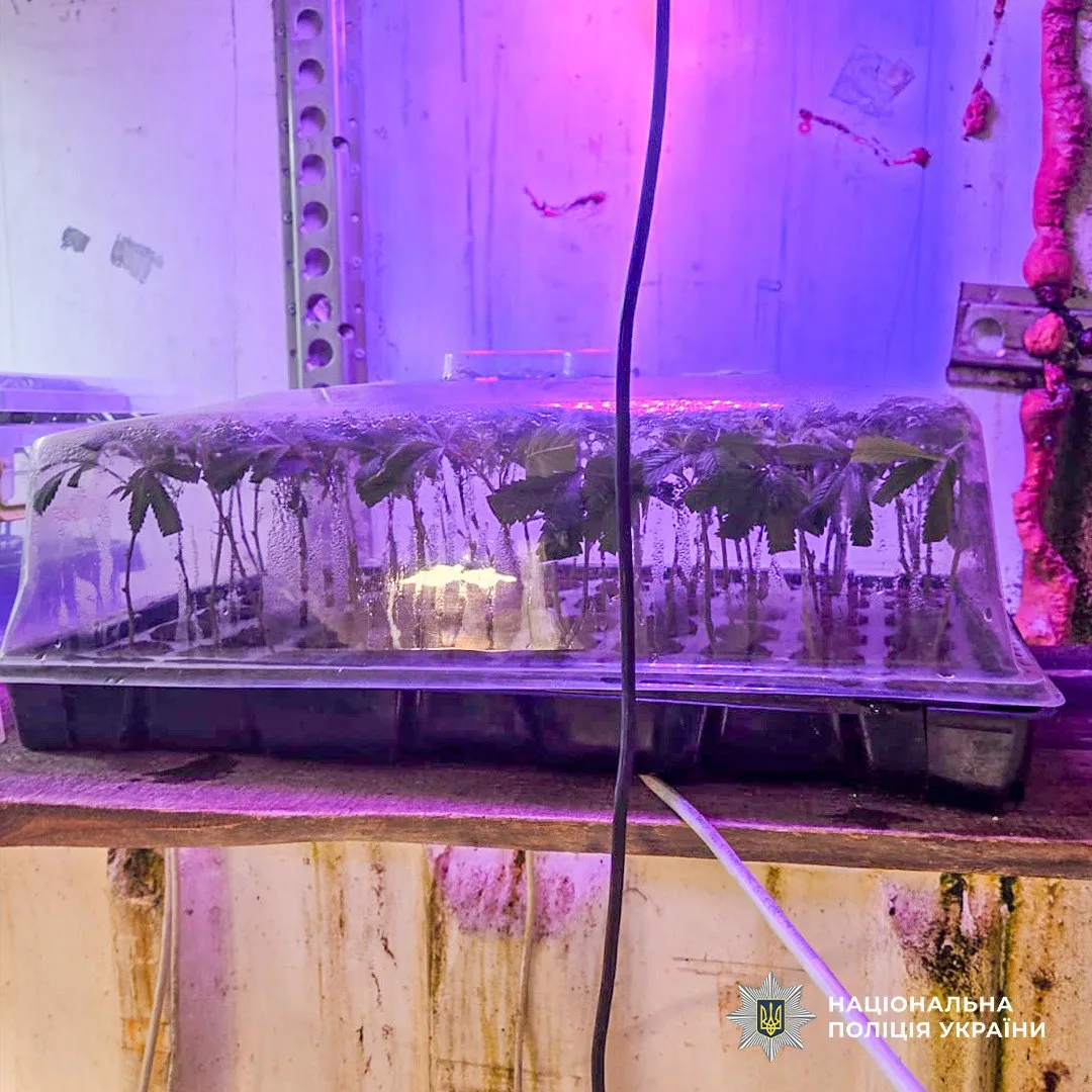 A full-cycle cannabis production drug laboratory was uncovered in Cherkasy region