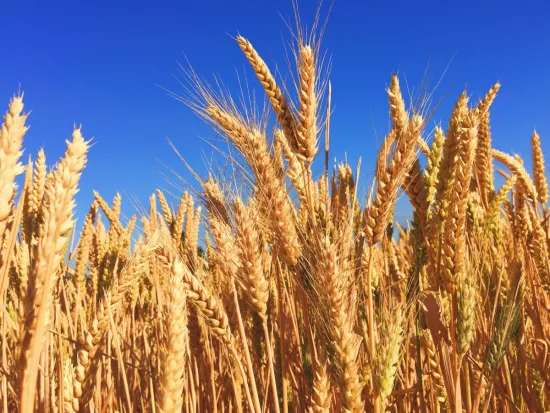 Investigation: Former Belarusian Interior Minister may be involved in grain exports from occupied territories of Ukraine